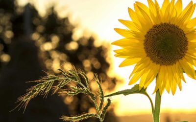 2 recepta koja ćeš voljeti ovo ljeto